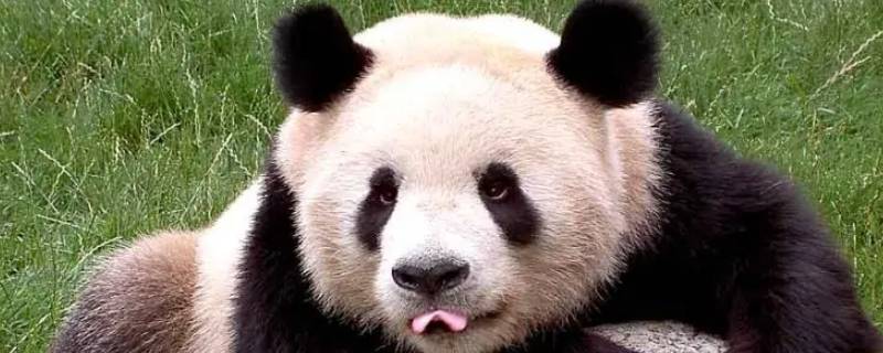 大熊猫为什么能消化竹子（大熊猫为什么能消化竹子视频）