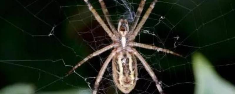 达尔文树皮蜘蛛的特点 达尔文树皮蜘蛛有毒吗?