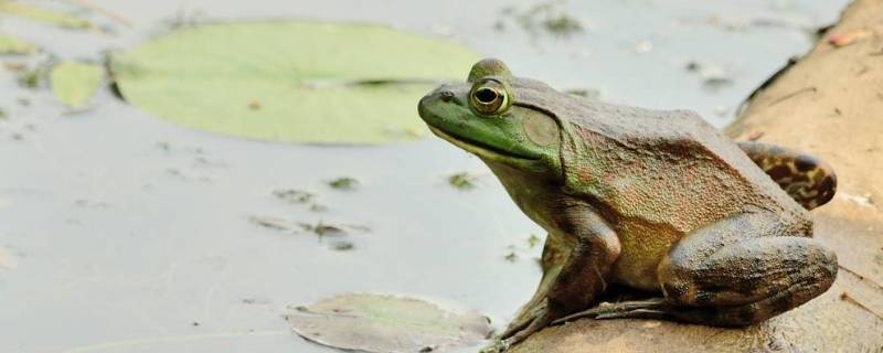 牛蛙的特点 牛蛙的特点和照片
