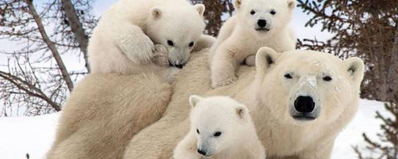 北极熊寿命 北极熊寿命有多长