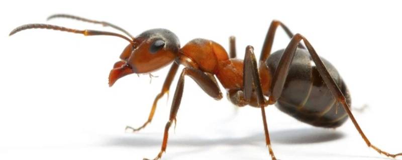 蚂蚁是否有辨别方向的能力（蚂蚁是否有辨别方向的能力作文）