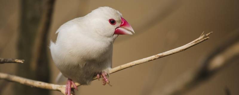 白文鸟的寿命有多长 白文鸟有多大