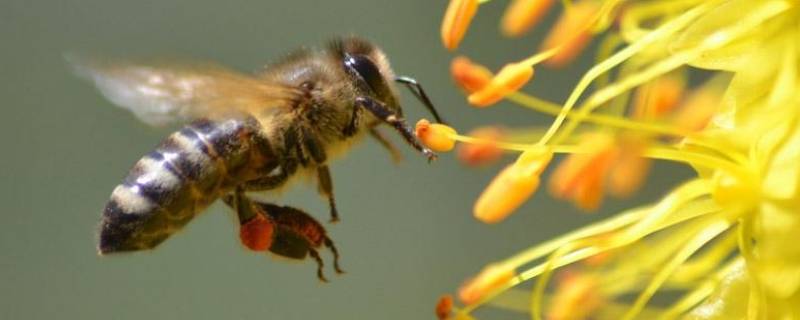 蜜蜂如何辨认回家的路 蜜蜂利用什么认识回家的路