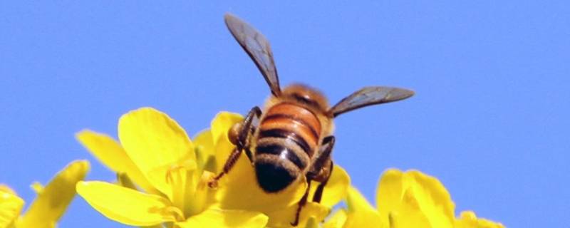 关于蜜蜂的宣传标语有哪些（关于蜜蜂的宣传语句）