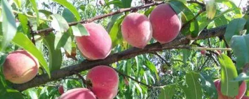 五月份成熟的桃子有哪些品种 五月桃是什么品种