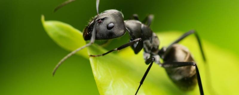 蚂蚁有什么生活习性 蚂蚁的生活有什么特点