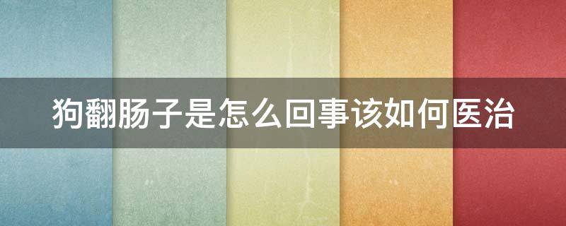 狗翻肠子是怎么回事该如何医治（狗翻肠子该怎么办）