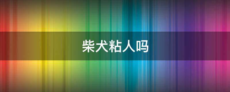 柴犬粘人吗 柴犬粘人是把主人当成什么