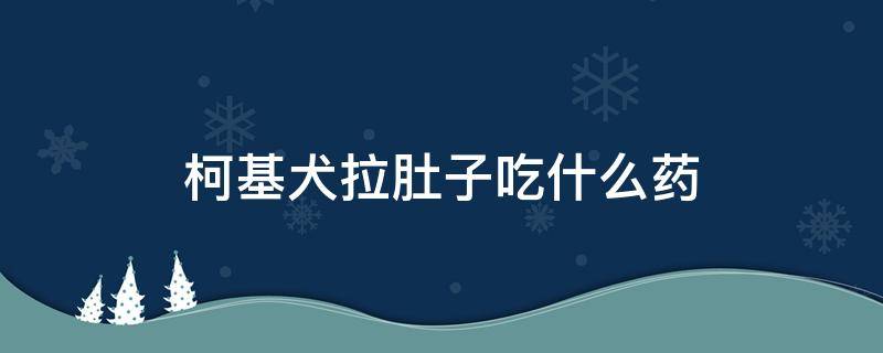 柯基犬拉肚子吃什么药 小柯基拉肚子吃什么药