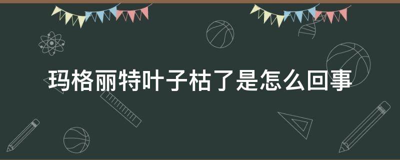 玛格丽特叶子枯了是怎么回事（玛格丽特叶子全枯了）