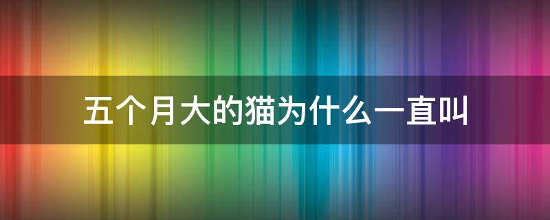 五个月大的猫为什么一直叫 五个月猫一直叫是为什么