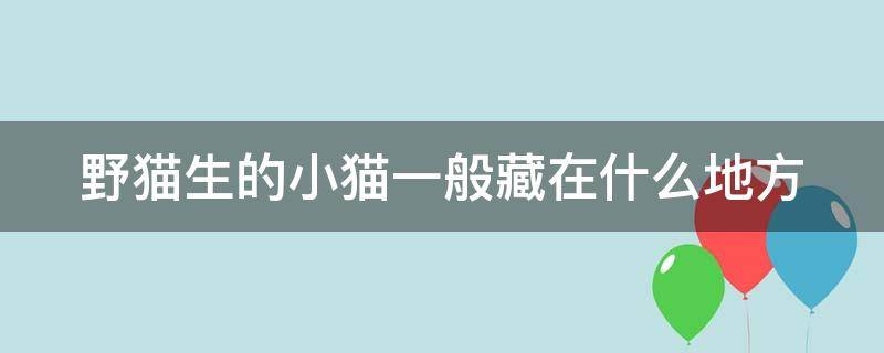 野猫生的小猫一般藏在什么地方 野猫生下的猫怎么办