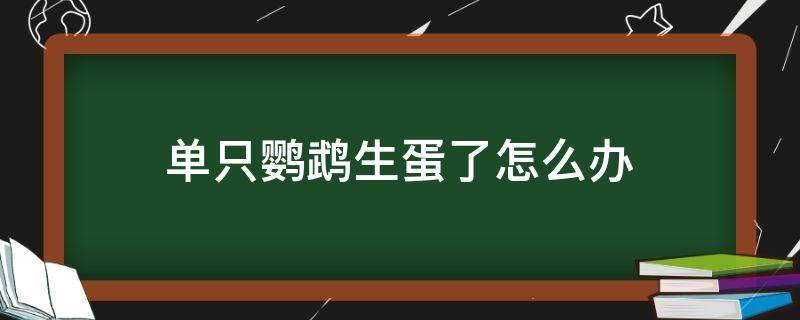 单只鹦鹉生蛋了怎么办 小鹦鹉怎么生蛋