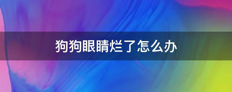 狗狗眼睛烂了怎么办 狗狗烂眼睛是什么病