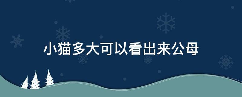 小猫多大可以看出来公母 小猫多大能明显看出公母