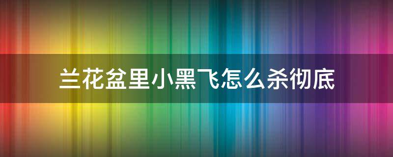 兰花盆里小黑飞怎么杀彻底 兰花盆里小黑飞虫怎么治