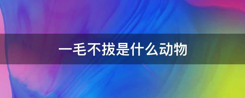 一毛不拔是什么动物 一毛不拔是什么动物?