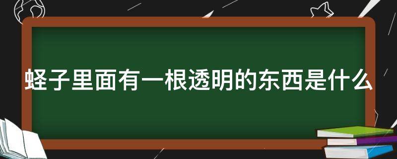 蛏子里面有一根透明的东西是什么（蛏子里面有条透明的东西是什么）