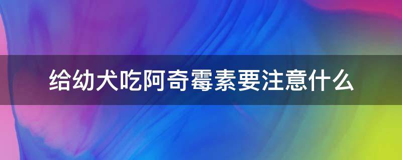 给幼犬吃阿奇霉素要注意什么 阿奇霉素可以给幼犬吃吗