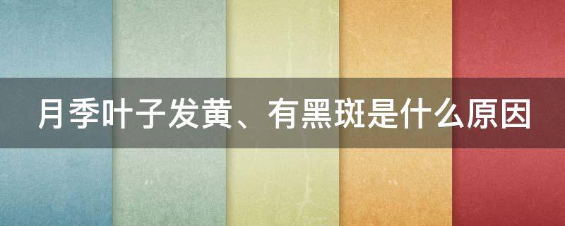 月季叶子发黄、有黑斑是什么原因 月季叶子黄了有黑斑怎么办