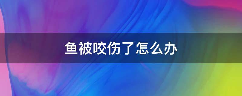 鱼被咬伤了怎么办 雷龙鱼被咬伤了怎么办