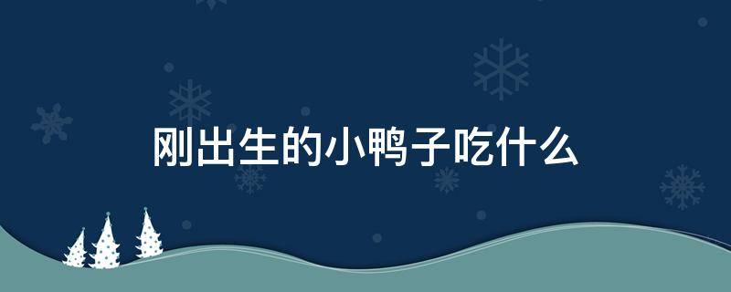刚出生的小鸭子吃什么（刚出生的小鸭子吃什么食物）