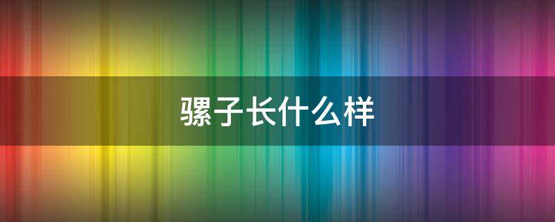 骡子长什么样（骡子长什么样子）