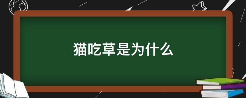 猫吃草是为什么（为什么猫吃猫草）