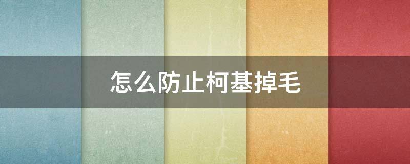 怎么防止柯基掉毛 怎么能让柯基不掉毛