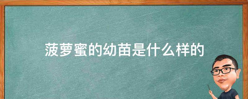 菠萝蜜的幼苗是什么样的（菠萝蜜的幼苗是什么样子）