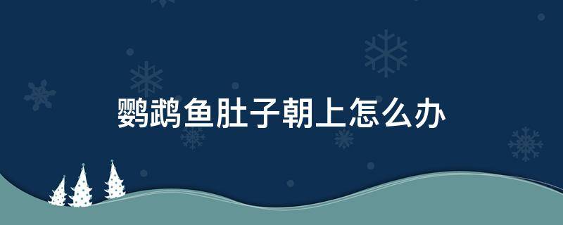 鹦鹉鱼肚子朝上怎么办（鹦鹉鱼肚子朝上游咋回事）