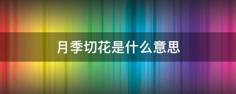 月季切花是什么意思 啥叫切花月季