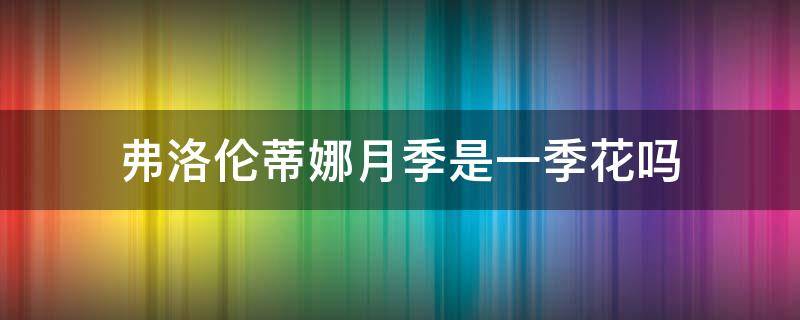 弗洛伦蒂娜月季是一季花吗 弗洛蒂娜 月季