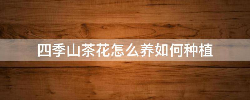 四季山茶花怎么养如何种植 四季山茶花盆栽