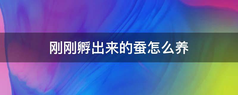 刚刚孵出来的蚕怎么养 养蚕怎么孵化