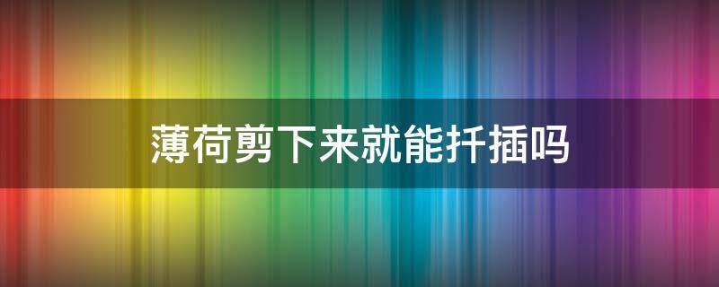 薄荷剪下来就能扦插吗 薄荷可以扦插吗?怎样扦插