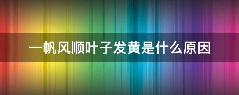 一帆风顺叶子发黄是什么原因（一帆风顺叶子怎么会发黄）