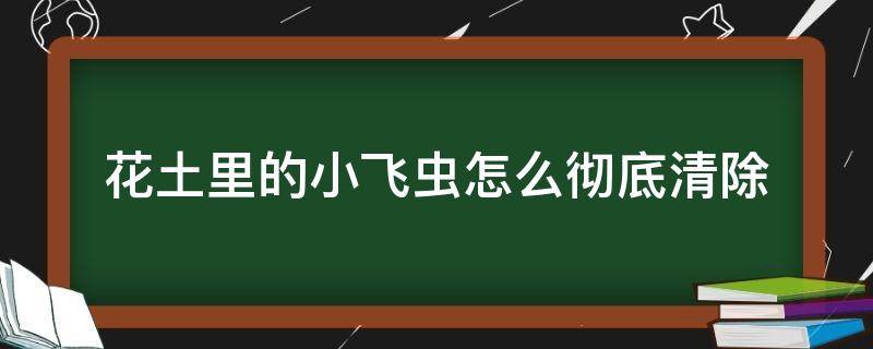 花土里的小飞虫怎么彻底清除（花土里的小飞虫怎么彻底清除土方）