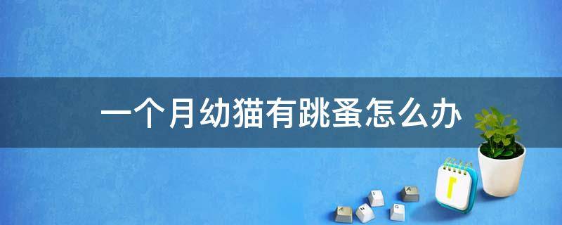 一个月幼猫有跳蚤怎么办 一个月小猫跳蚤