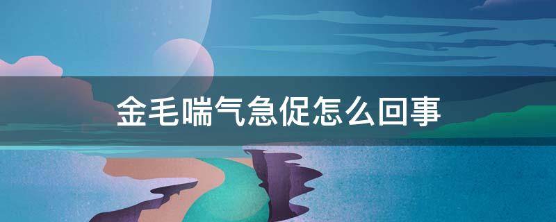 金毛喘气急促怎么回事（金毛一直急喘气）