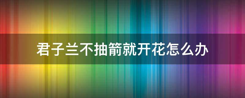君子兰不抽箭就开花怎么办（君子兰不抽箭就开花了,有什么补救方法呢）