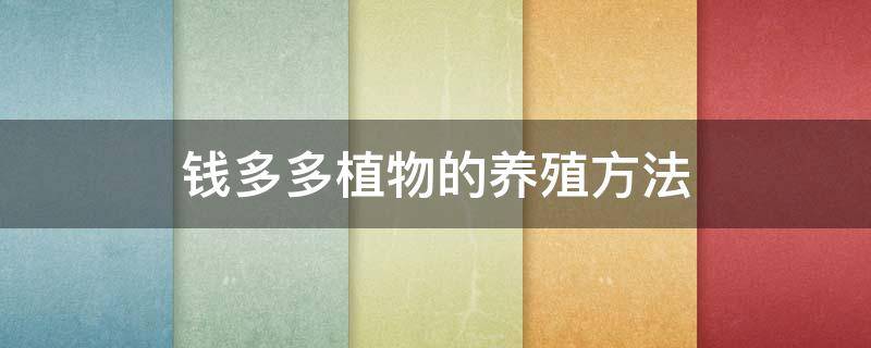 钱多多植物的养殖方法 钱多多盆栽怎么养殖