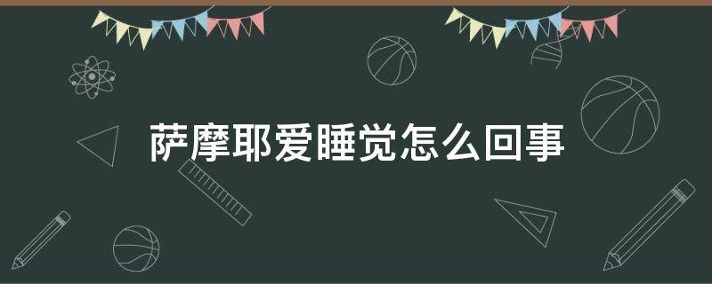 萨摩耶爱睡觉怎么回事（萨摩耶晚上睡觉哼唧）