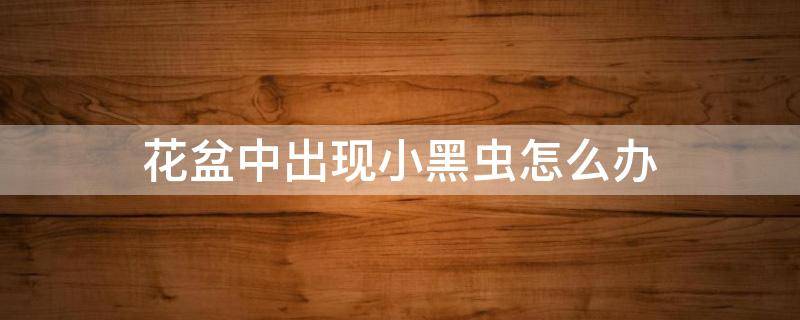 花盆中出现小黑虫怎么办 花盆里有小黑虫是怎么回事
