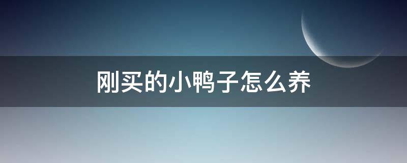刚买的小鸭子怎么养 刚买的小鸭子怎么养成活率高