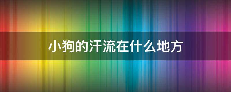 小狗的汗流在什么地方 小狗的汗水在哪里