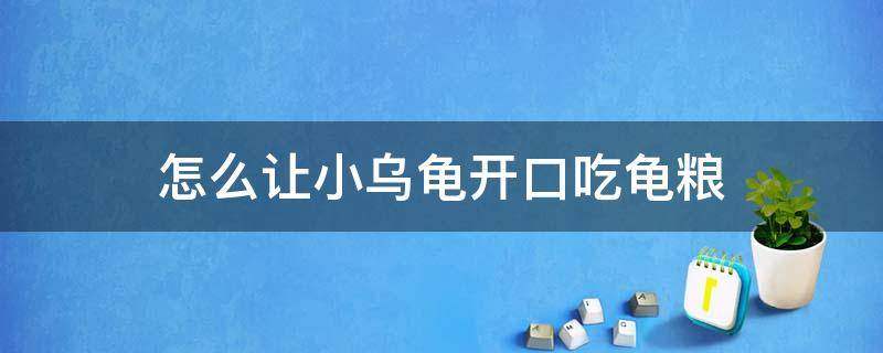 怎么让小乌龟开口吃龟粮 怎么让小巴西龟开口吃龟粮