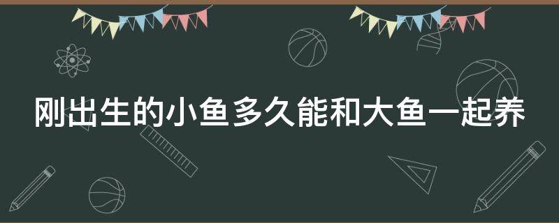 刚出生的小鱼多久能和大鱼一起养 养小鱼不死的小窍门