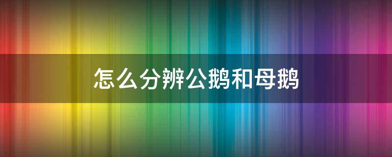 怎么分辨公鹅和母鹅（怎么分辨公鹅和母鹅视频）