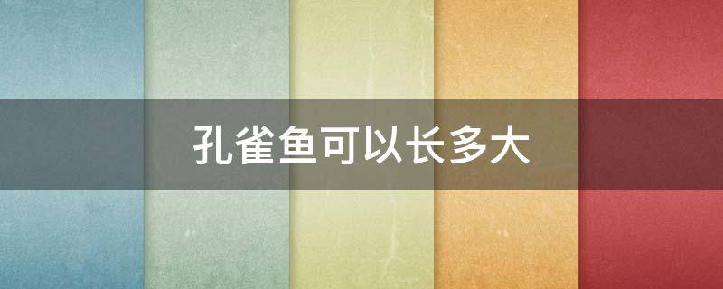 孔雀鱼可以长多大 孔雀鱼一般能长多大